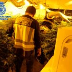 En el registro policial, detectaron que todo el sótano junto a los dormitorios se destinaban expresamente al cultivo de marihuana, con lámparas halógenas y demás elementos para el cultivo