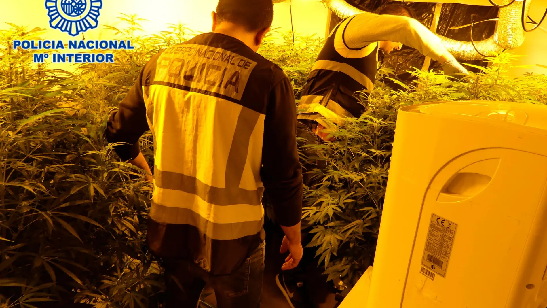 En el registro policial, detectaron que todo el sótano junto a los dormitorios se destinaban expresamente al cultivo de marihuana, con lámparas halógenas y demás elementos para el cultivo