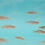 Peces cebra