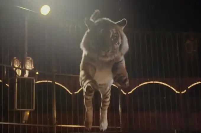 Los circos con animales salvajes quedan prohibidos desde hoy en toda España