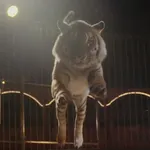 Abatido un tigre que se había escapado de un circo de París