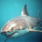 Un tiburón fotografiado en aguas de Nueva Zelanda