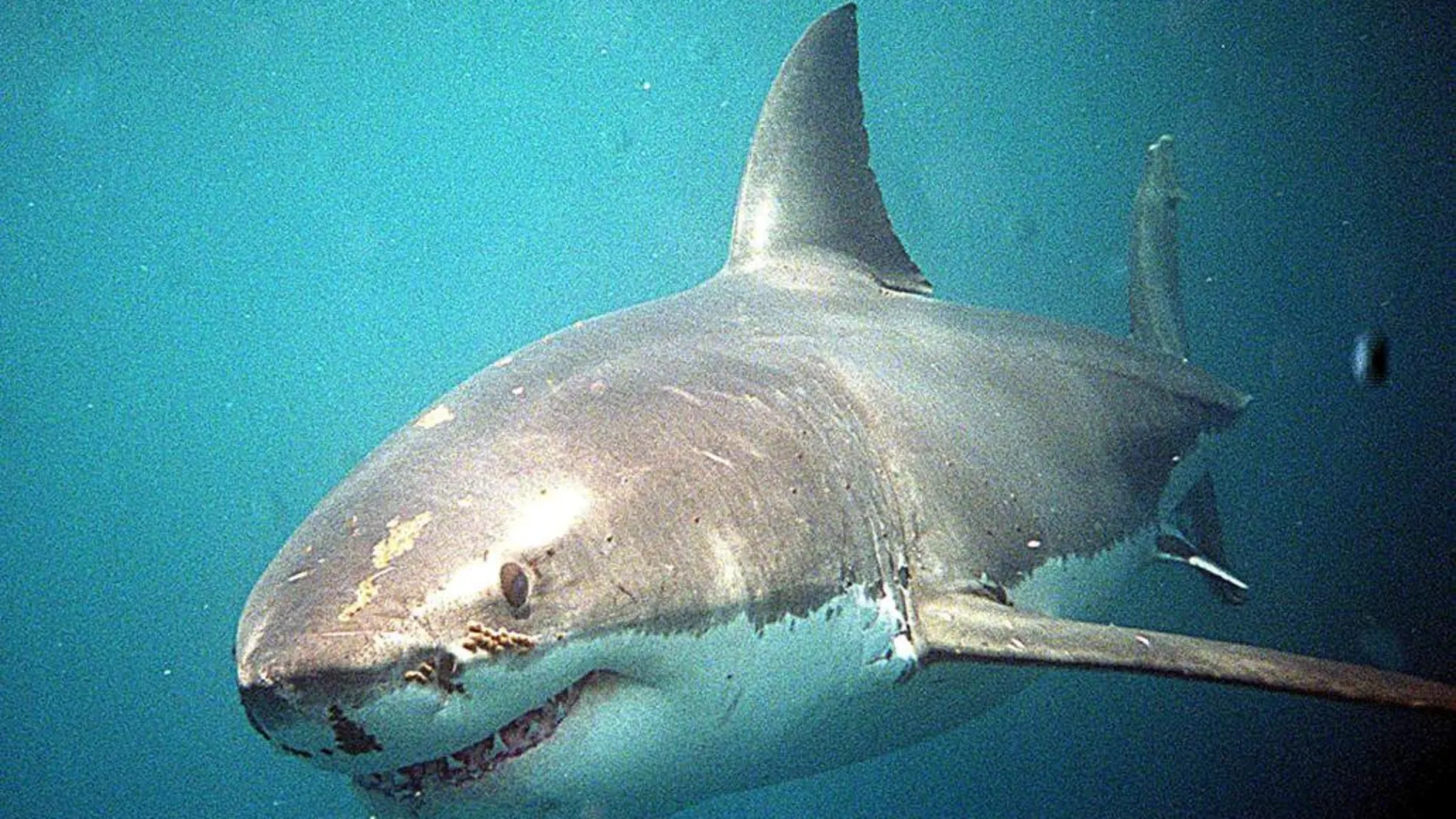 Un tiburón fotografiado en aguas de Nueva Zelanda