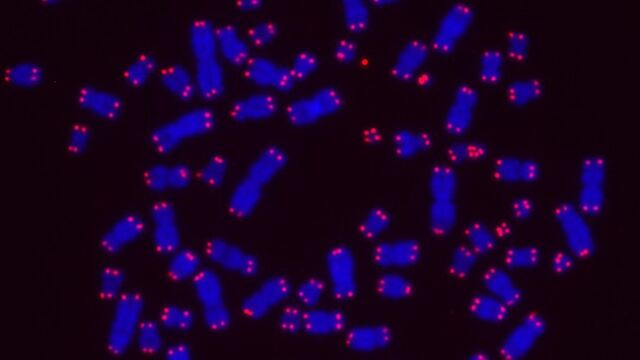 Cromosomas de células cancerígenas con sus telómeros marcados en azul/EPFL