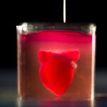 Imagen del corazón humano impreso en 3D durante su presentación en la Universidad de Tel Aviv. (AP Photo/Oded Balilty)