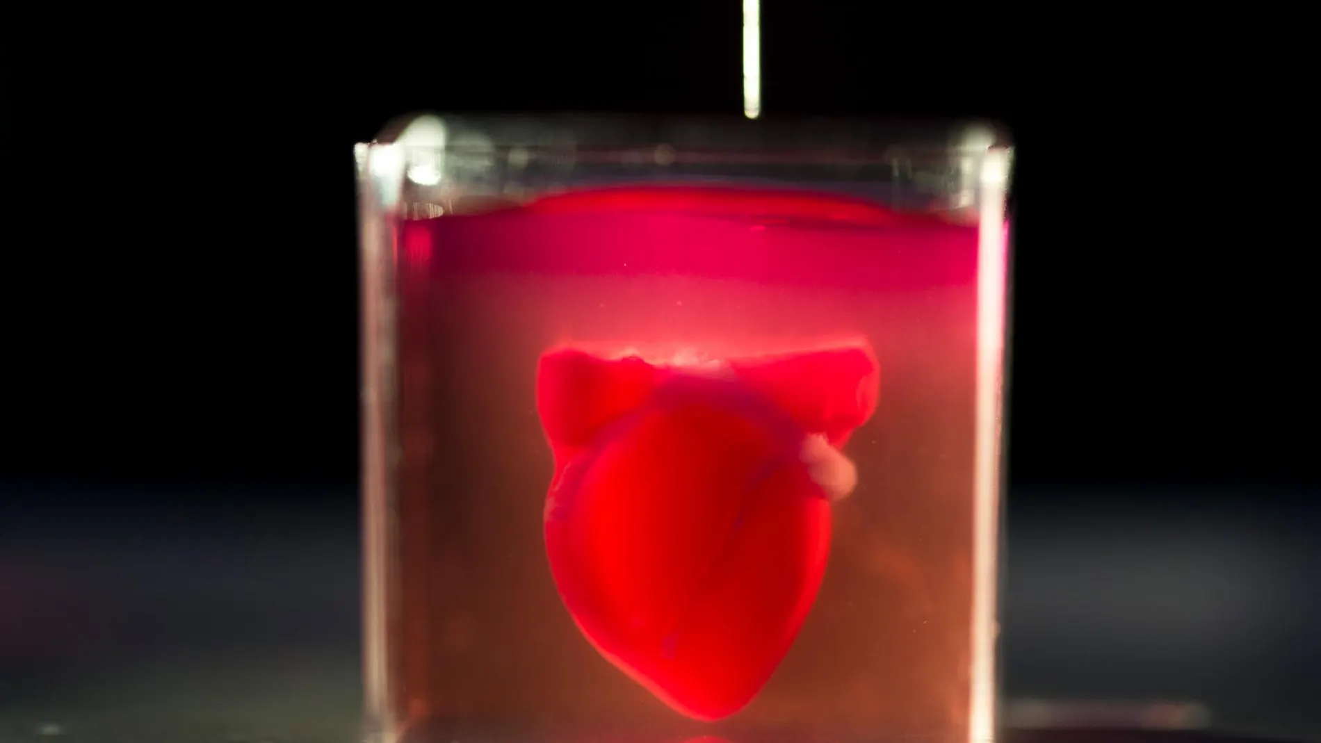 Imagen del corazón humano impreso en 3D durante su presentación en la Universidad de Tel Aviv. (AP Photo/Oded Balilty)