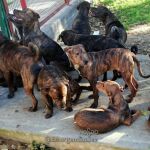Perros en adopción