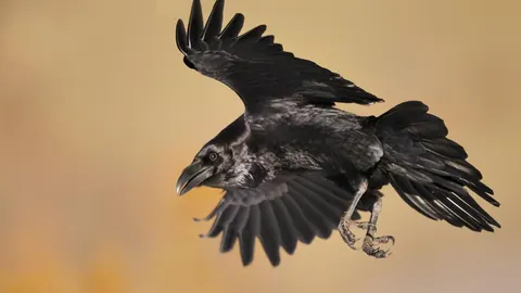 Un cuervo en pleno vuelo, fotografiado en los Pirineos
