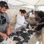 Trabajadores de la bodega Dominio de Pingus