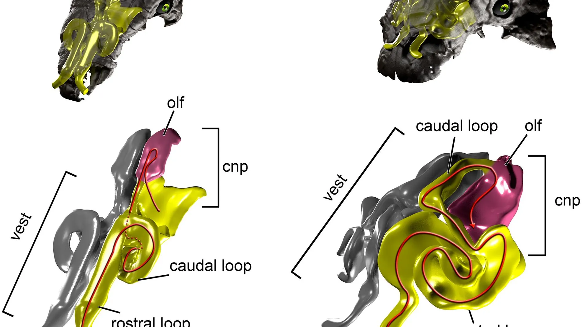 Esquema de las fosas nasales de dos anquilosaurios utilizadas en el estudio / Plos One
