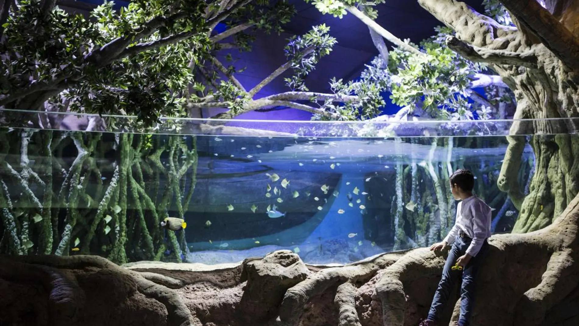 El nuevo acuario de Sevilla cuenta con 11.000 ejemplares de 400 especies diferentes, repartidos en 40 tanques