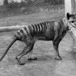 Fotografía de archivo de un tigre de Tasmania, especie considerada ya totalmente extinta