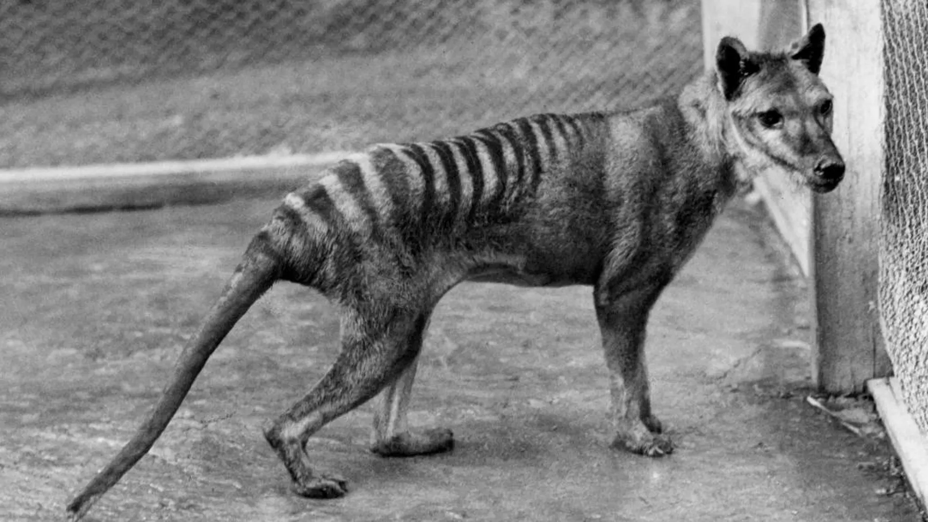 Fotografía de archivo de un tigre de Tasmania, especie considerada ya totalmente extinta