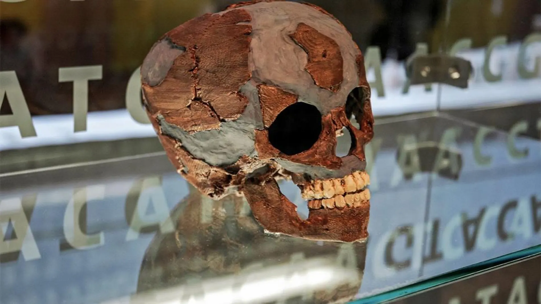 Un cráneo de bebé neandertal