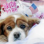 Los vendedores de recuerdos de la boda de Harry y Meghan no se han olvidado de las mascotas, que tienen multitud de opciones para vestirse acordes al evento del año