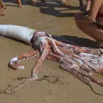  Hallado un calamar gigante muerto en una playa de Llanes