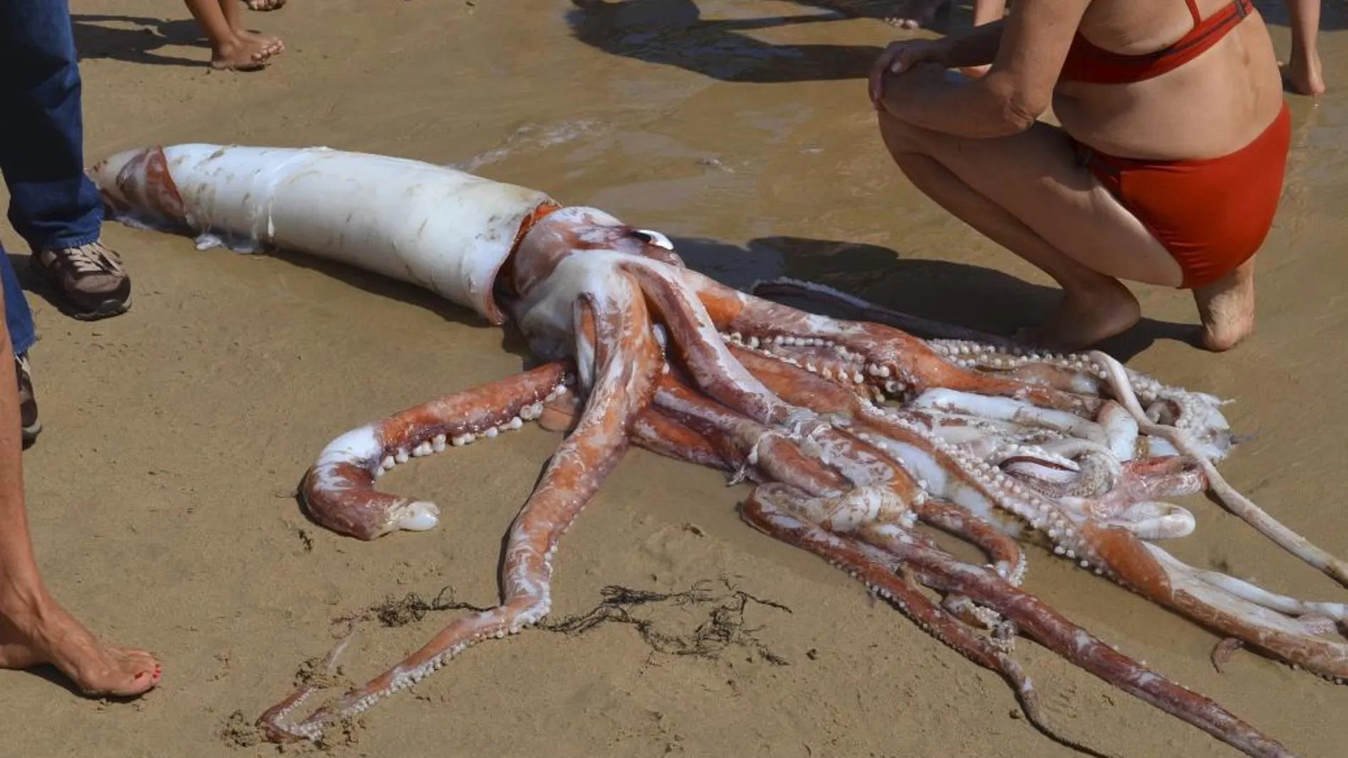 El calamar gigante hallado en Llanes