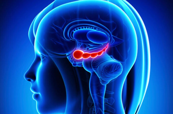 El hipocampo, marcado en rojo, es una de las áreas del cerebro más sensibles al envejecimiento