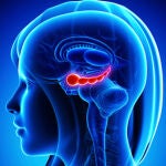 El hipocampo, marcado en rojo, es una de las áreas del cerebro más sensibles al envejecimiento