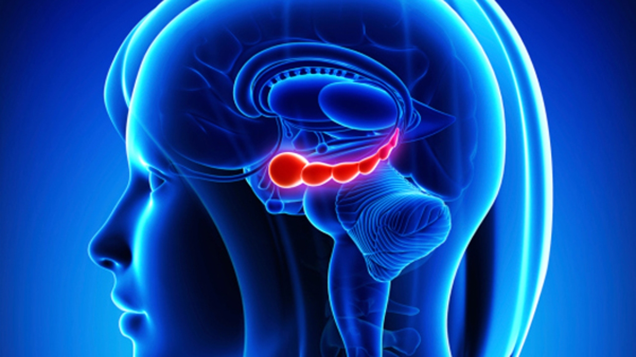 Hallan la proteína que acelera el envejecimiento del cerebro y cómo revertirla