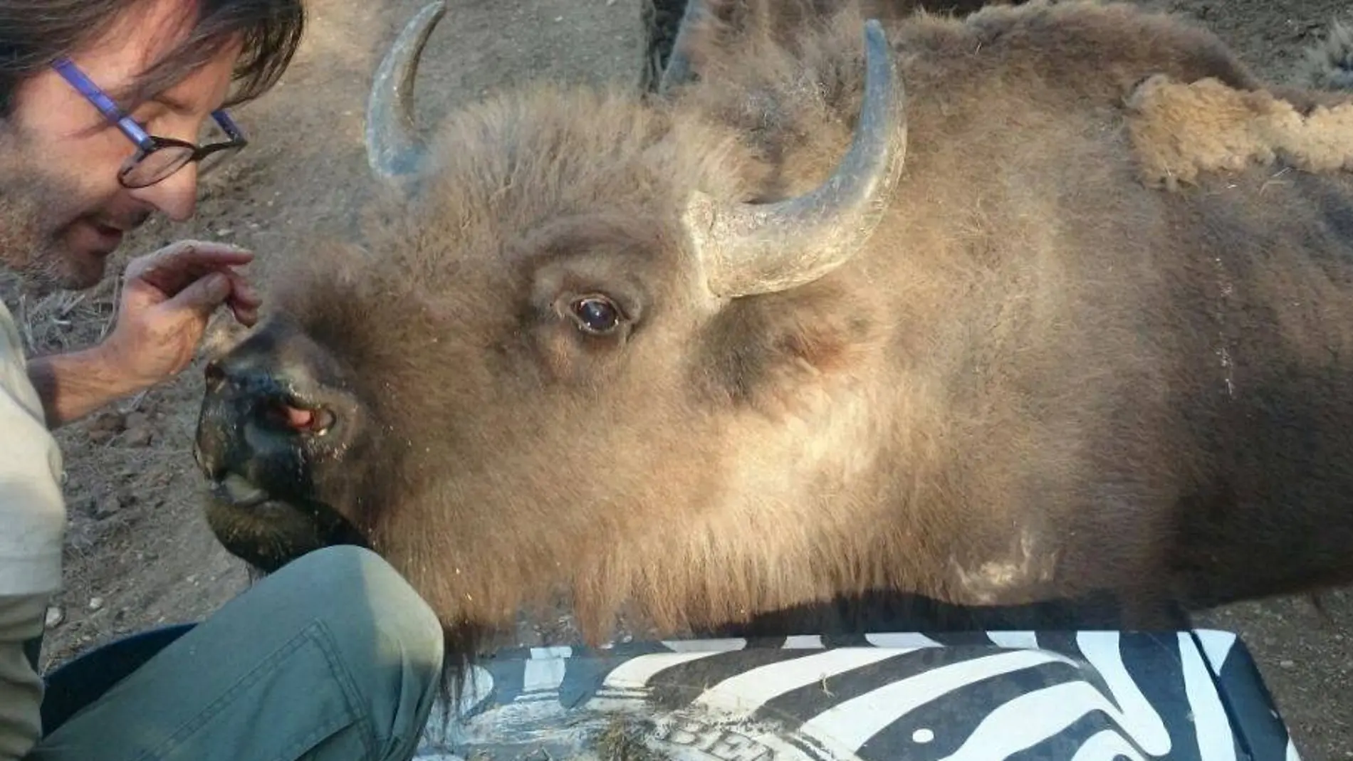 Uno de los trabajadores alimenta a uno de los bisontes de la reserva