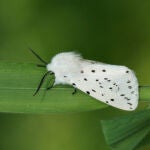 La polillas y las mariposas son dos de los grupos animales que están aumentando su tamaño debido al crecimiento de las ciudades. En la imagen, un armiño blanco (Spilosoma lubricipeda). / Maarten Jacobs