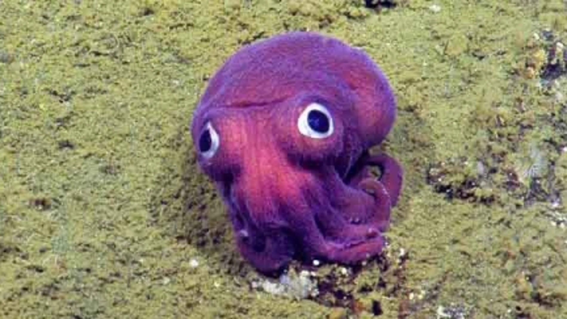 Nuevo calamar púpura