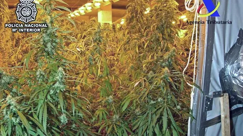 Imagen de archivo de un invernadero de marihuana