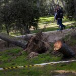 El parque de la Quinta de los Molinos también tuvo que cerrar por la caída de árboles