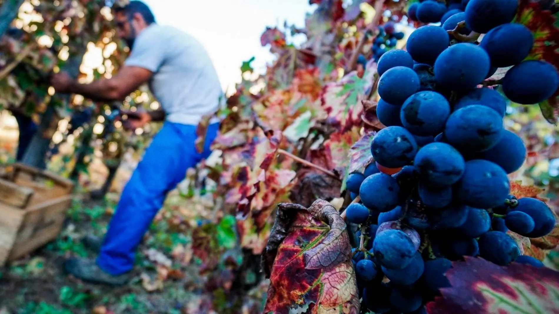 La uva de mesa ha sido el único productos que ha arrojado unos datos positivos en una campaña agrícola tachada de «muy negativa» durante este año por la organización agraria Asaja Murcia