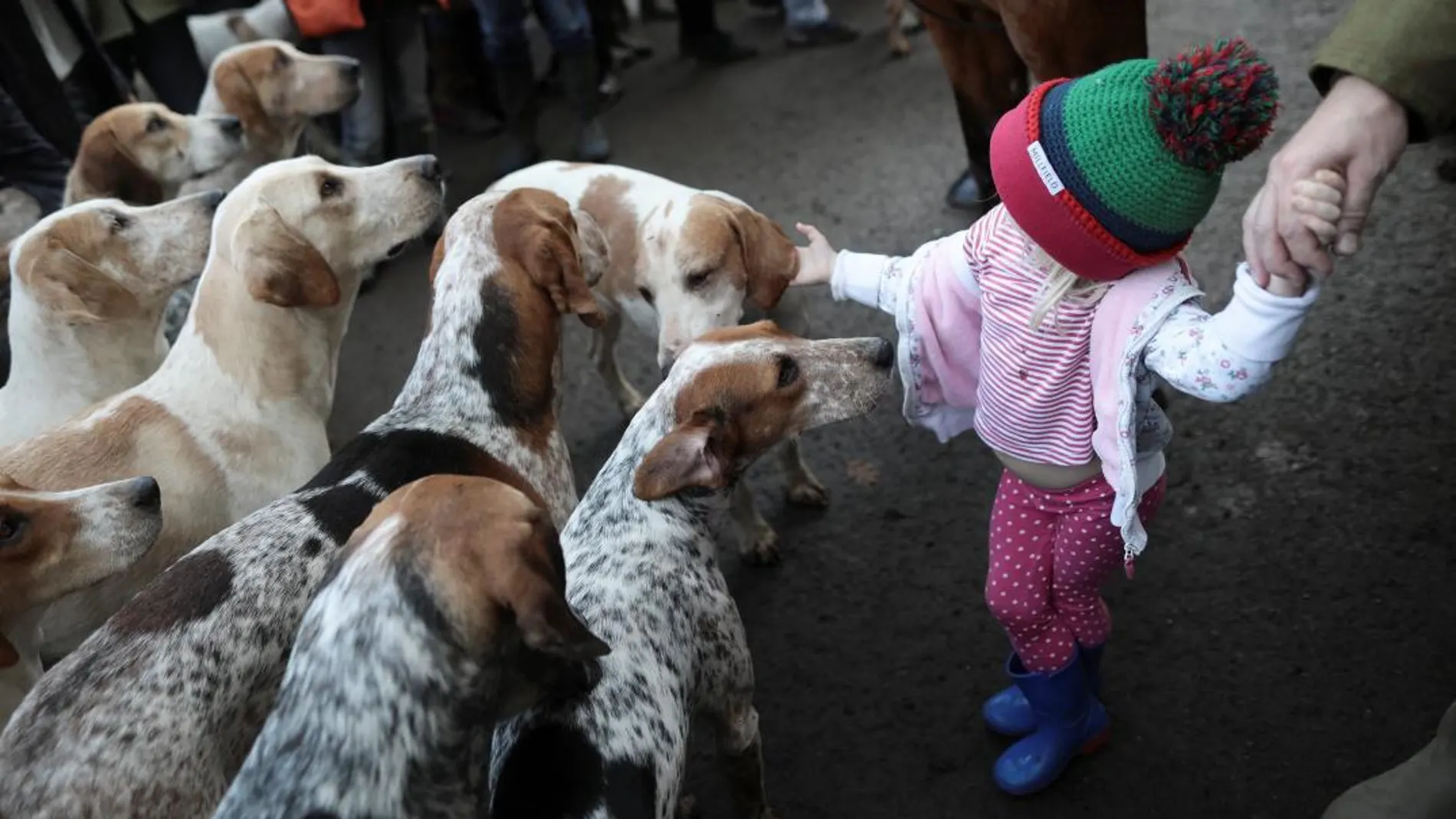 Seis incidentes comunes con perros y cómo resolverlos