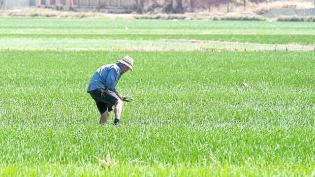 Las subvenciones para el cultivo de arroz en humedales ascienden a 1,4 millones de euros