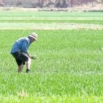 Las subvenciones para el cultivo de arroz en humedales ascienden a 1,4 millones de euros