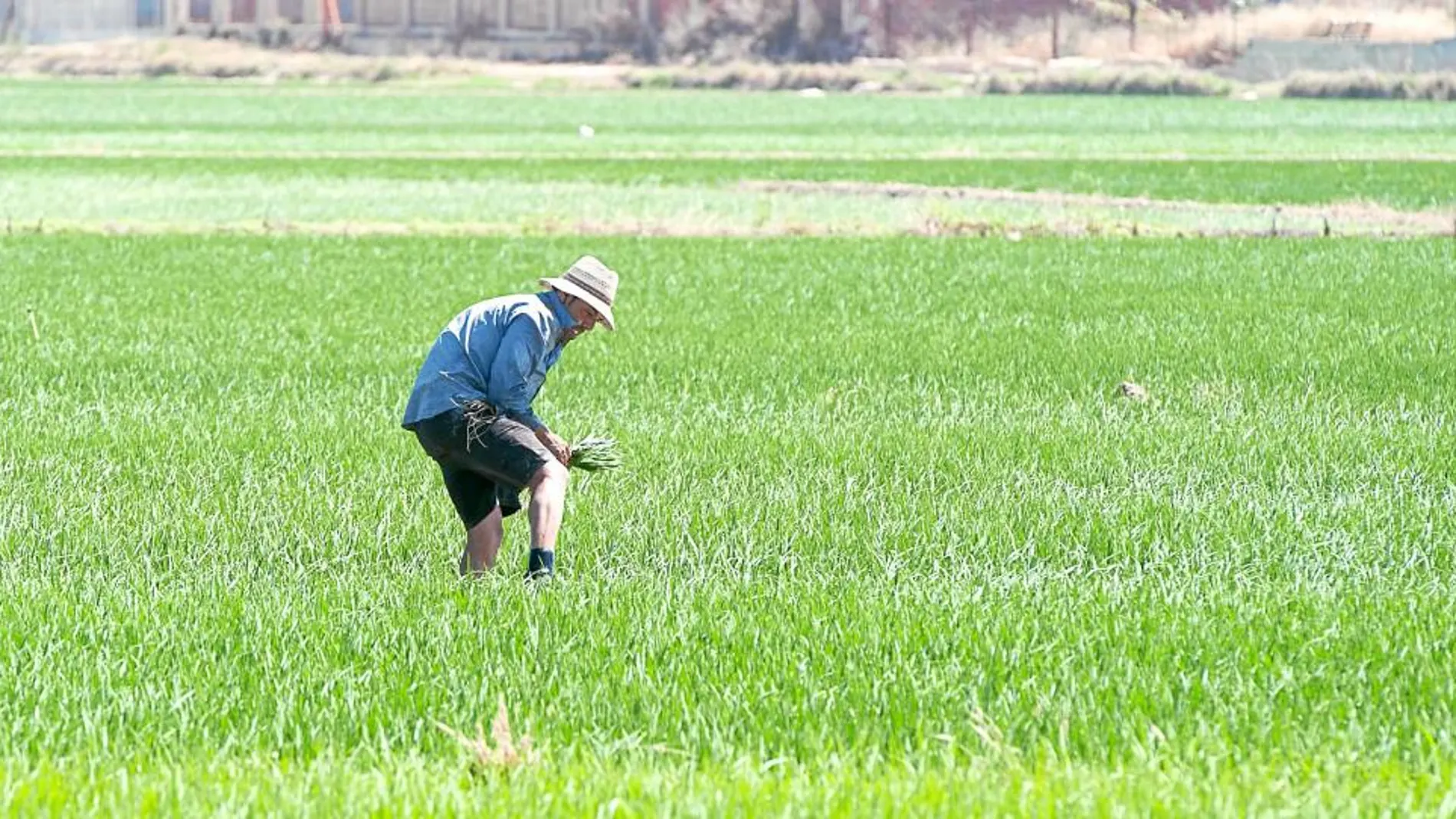 Las subvenciones para el cultivo de arroz en humedales ascienden a 1,4 millones de euros