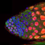 Testículo de Drosophila. En rojo, BigH1 se expresa en células madre germinales y espermatocitos. En azul, los núcleos celulares