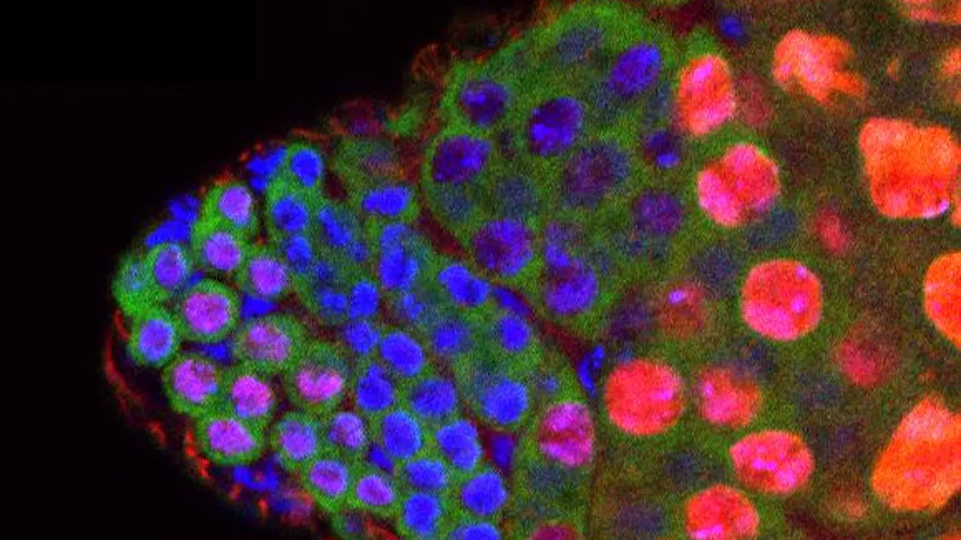 Testículo de Drosophila. En rojo, BigH1 se expresa en células madre germinales y espermatocitos. En azul, los núcleos celulares