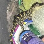 La mujer se sacó el caimán de sus pantalones tras ser detenida por la Policía en Florida / Foto: Policía de Charlotte