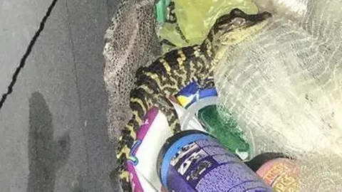 La mujer se sacó el caimán de sus pantalones tras ser detenida por la Policía en Florida / Foto: Policía de Charlotte