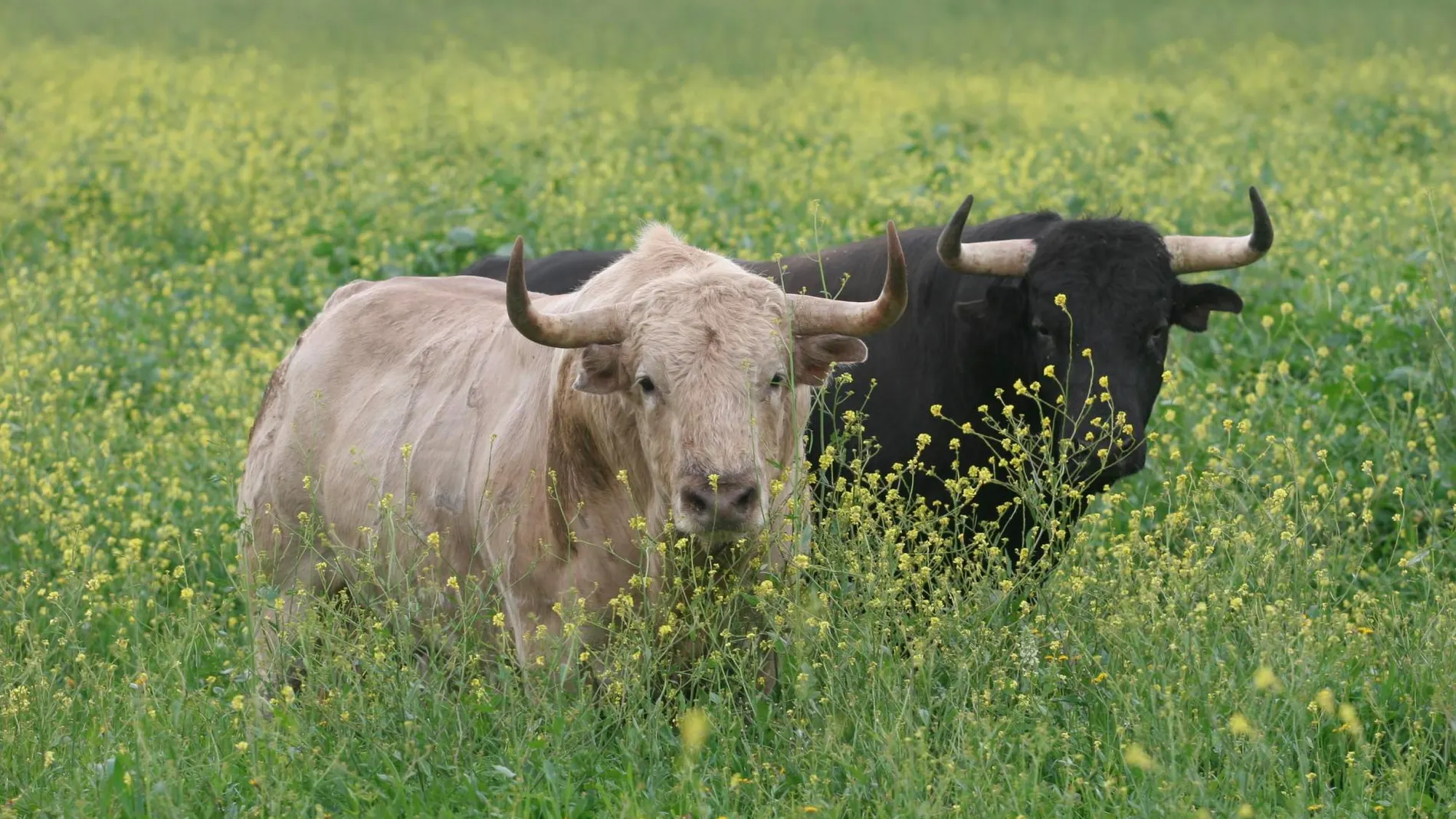 España cuenta con más de 900 ganaderías lidia y 300.000 hectáreas dedicadas a estas