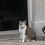 Larry, adoptado en 2011 por el número 10 de Downing Street