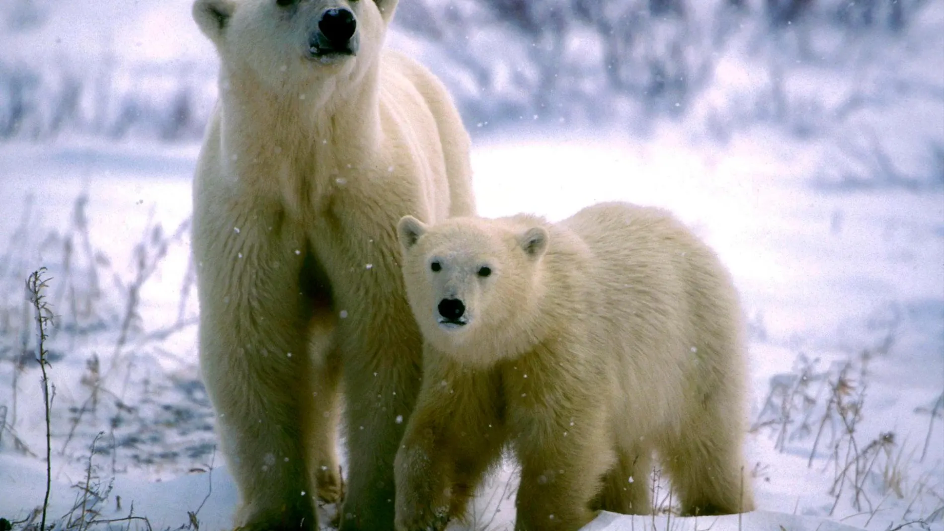 Una osa polar y su cría en Canadá/Reuters