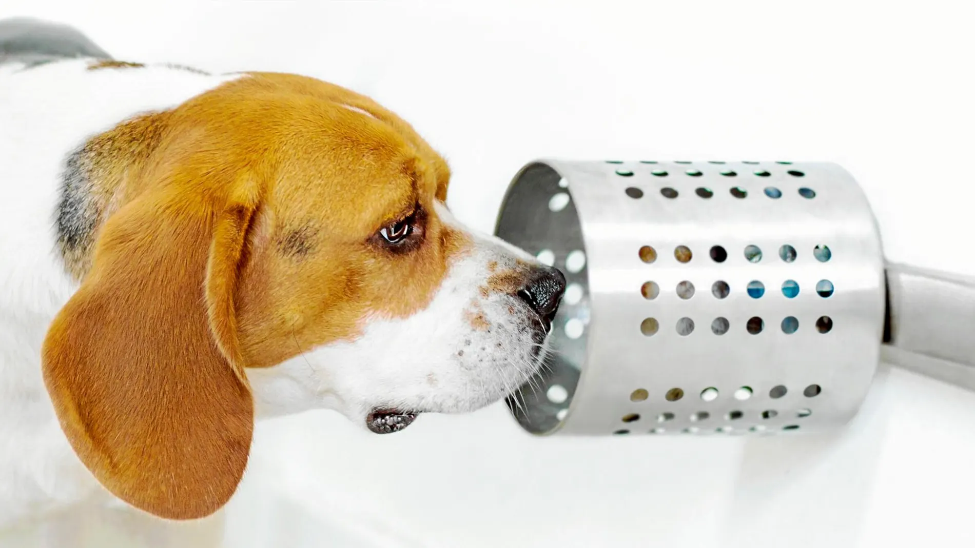 Los canes entrenados aprenden a distinguir entre muestras de personas sanas y enfermas