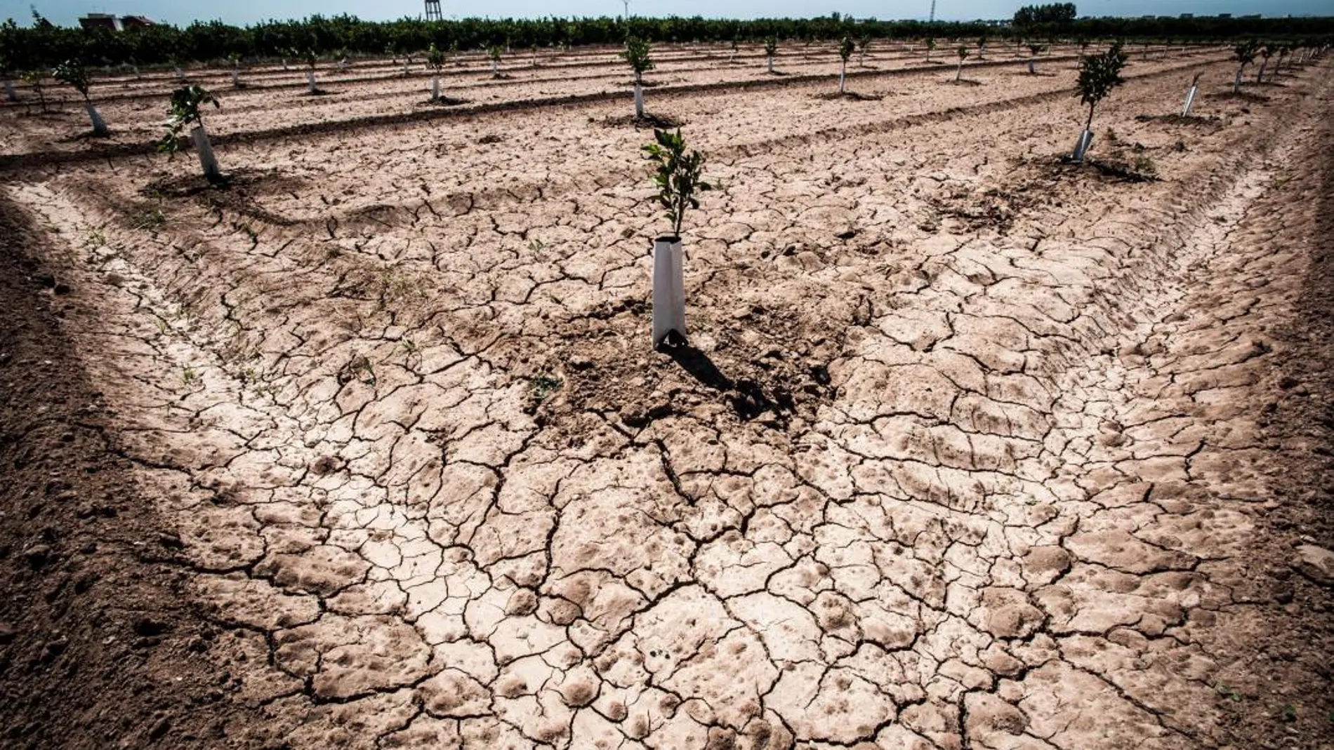 La sequía no solo ha arrasado con cultivos, los regantes advierten de que el arbolado también está en peligro