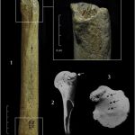 Restos óseos hallados en la cordillera montañosa de Swabian Jura, en una imagen de archivo