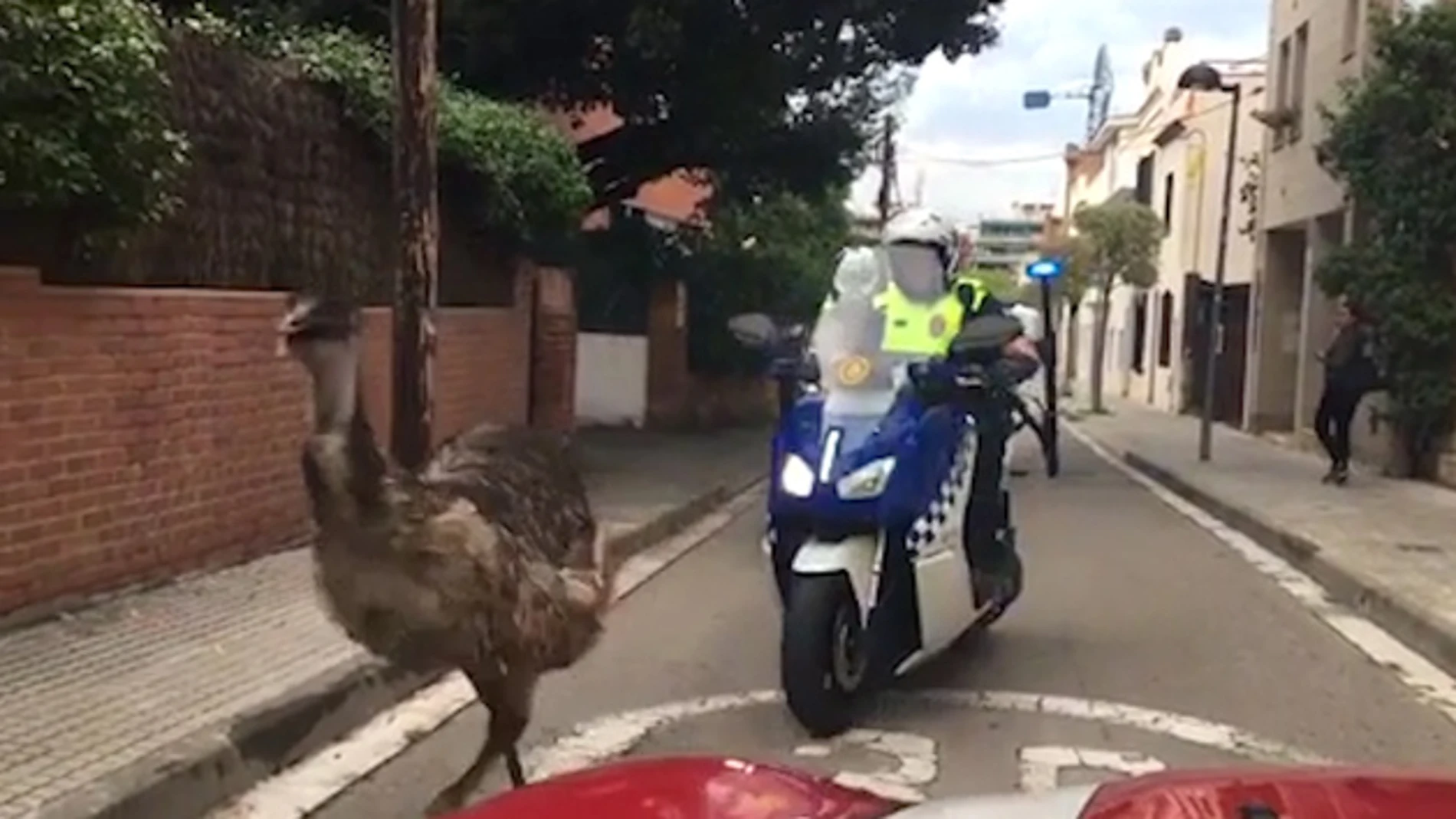 Captura del momento en que el emú es perseguido por dos motos y dos coches de la Policía Local / Twitter