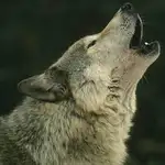 La Junta vuelve a defender la caza controlada del lobo al norte del Duero en beneficio de los ganaderos