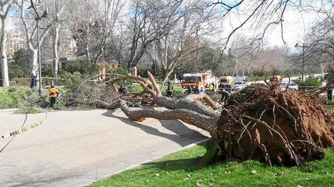 Otro ejemplar cayó sobre uno de los paseos. El miércoles de la semana pasada, coincidiendo con uno de los días de cierre de El Retiro para llevar a cabo labores de vigilancia de sus especies, dos árboles se cayeron. Uno de ellos, en la imagen, sobre uno de los paseos para peatones