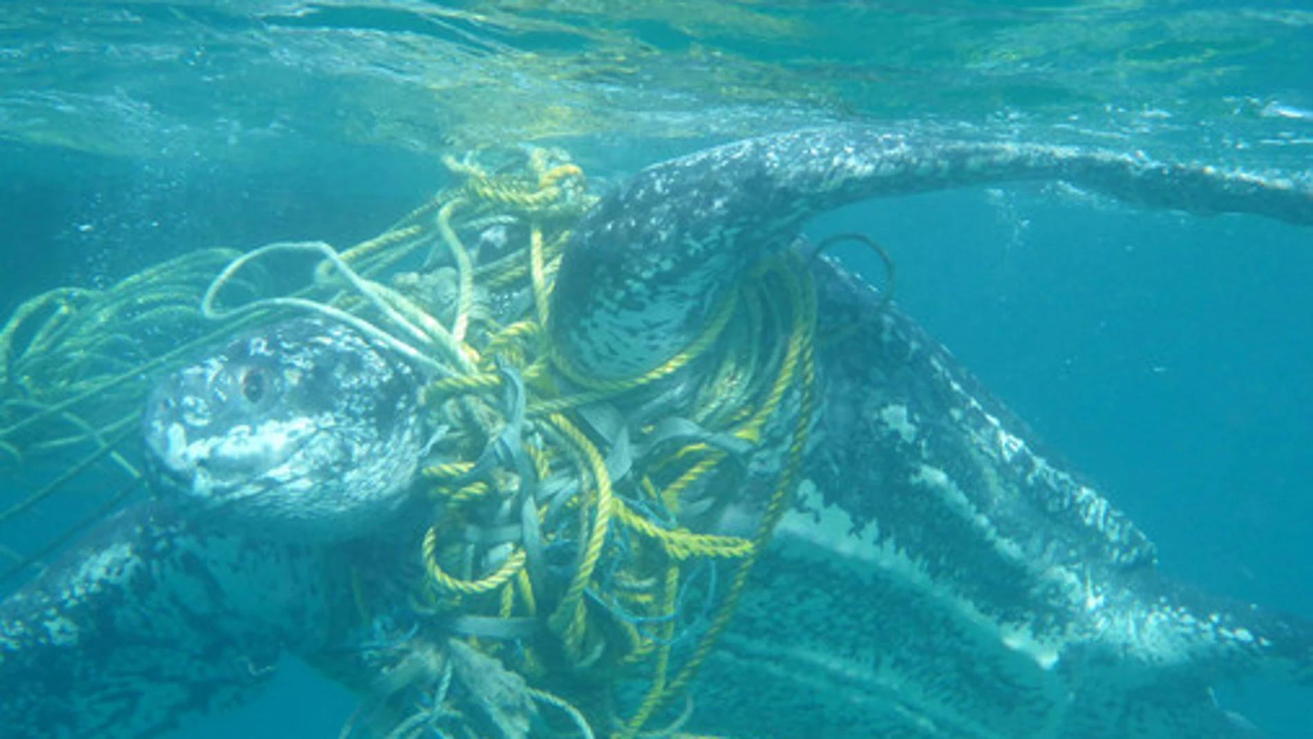 Una tortuga laúd arrastra cuerdas de pesca en el Caribe. / Kate Charles, Ocean Spirits