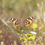 La mariposa que vuela tanto como un pájaro