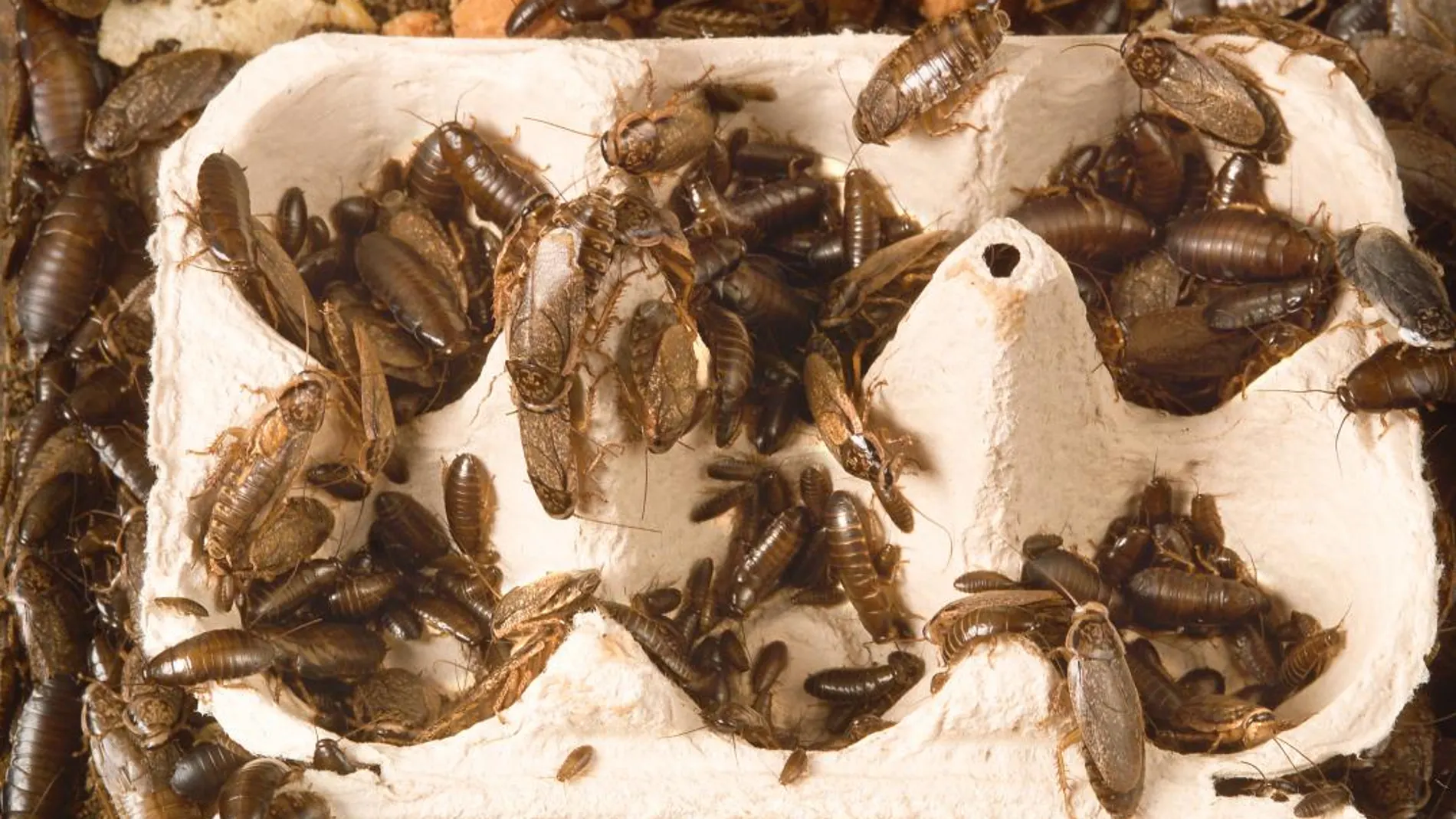 La mayor de estas instalaciones se encuentra en la provincia central china de Sichuan, donde una granja con el espacio equivalente a dos campos de fútbol alberga 6.000 millones de estos insectos / Foto: Gtres